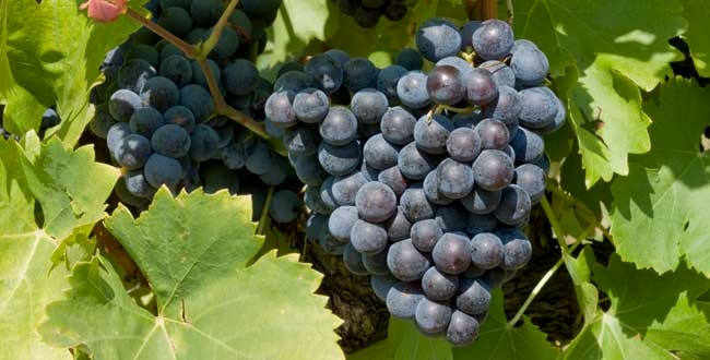 grenache