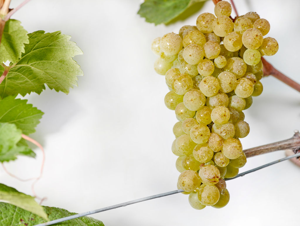 Le räuschling, un trésor alémanique – L'esprit du terroir